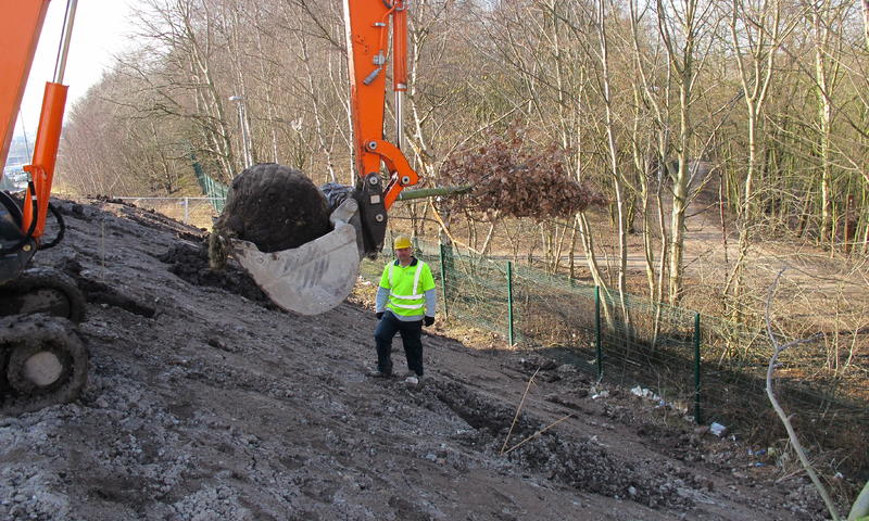 foreman at work overseeing a digger for tree installation