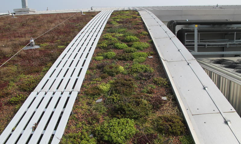 Green Roof Maintenance
