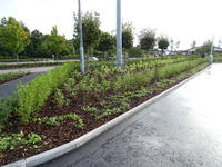 Petrol station car park with newly planted shrubbery