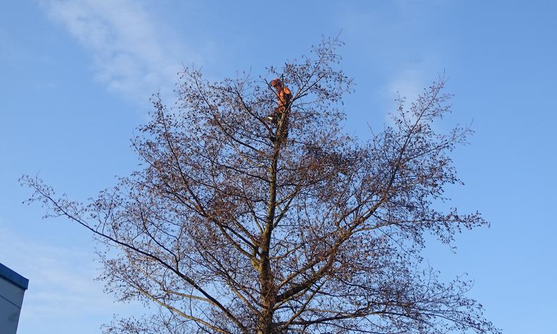 tree surgeon at work up an oak tree