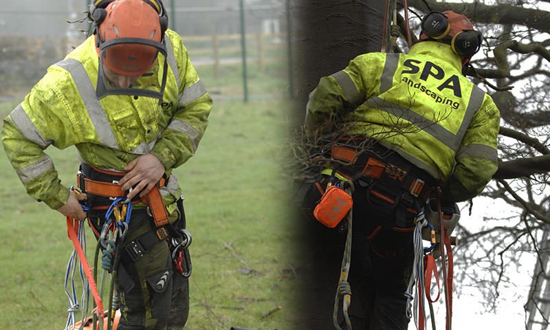 tree surgeons at work