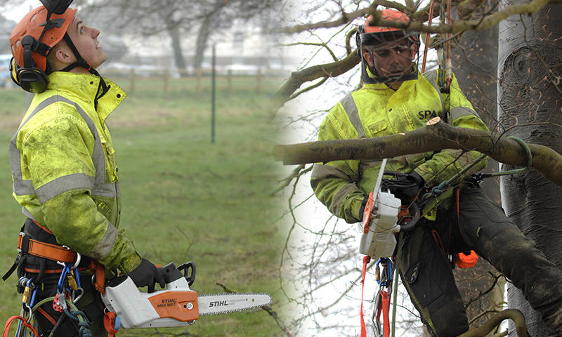 tree surgeons at work