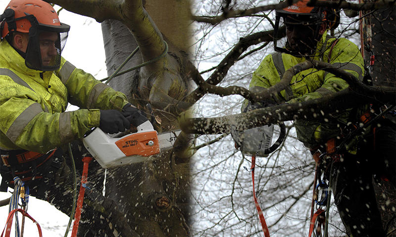 tree surgeon at work