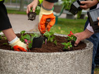 concrete flower pot being planted