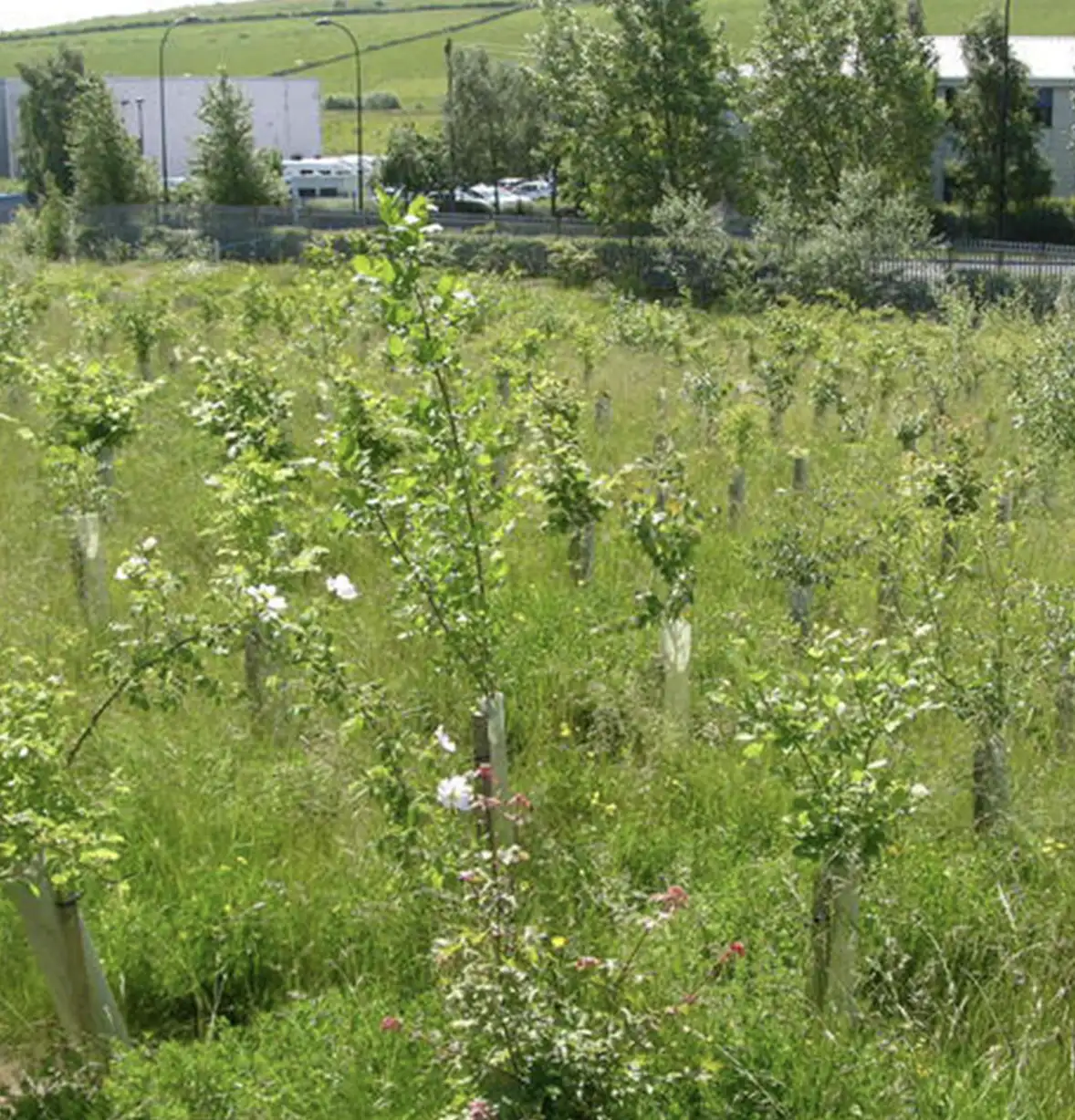 biodiversity-net-gain-planting-1