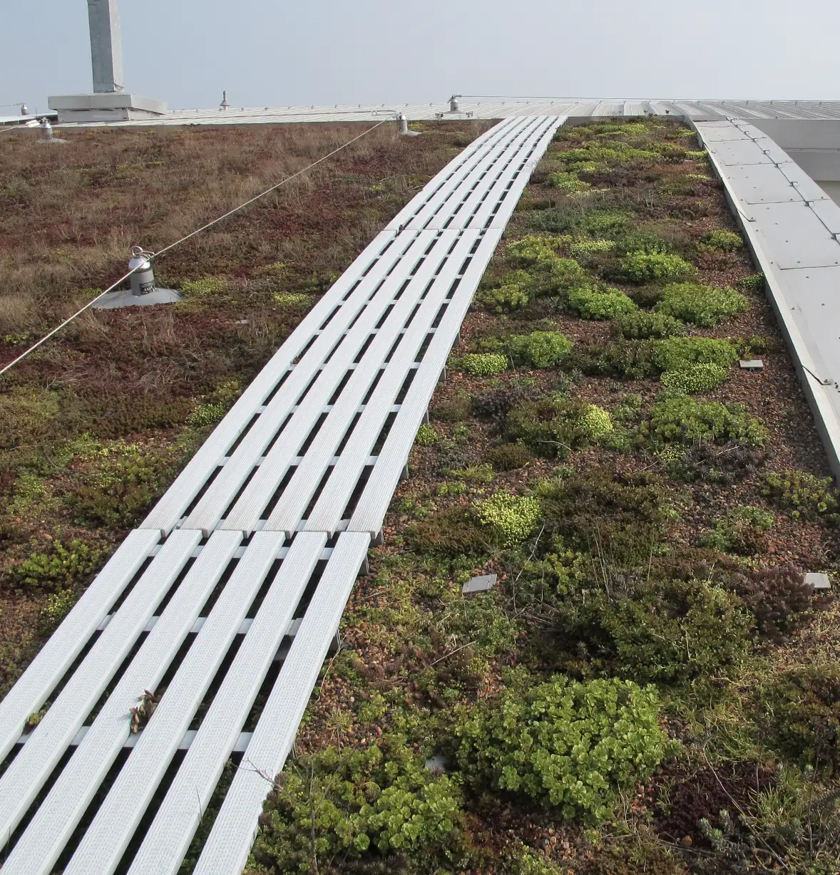 biodiversity-net-gain-planting-4