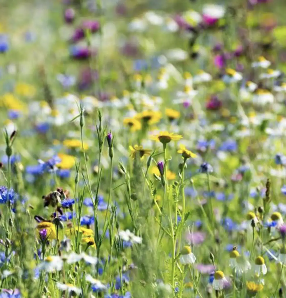 biodiversity-net-gain-planting-7