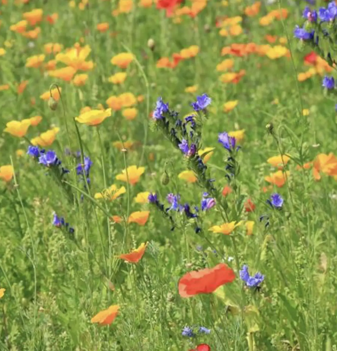 biodiversity-net-gain-planting-9