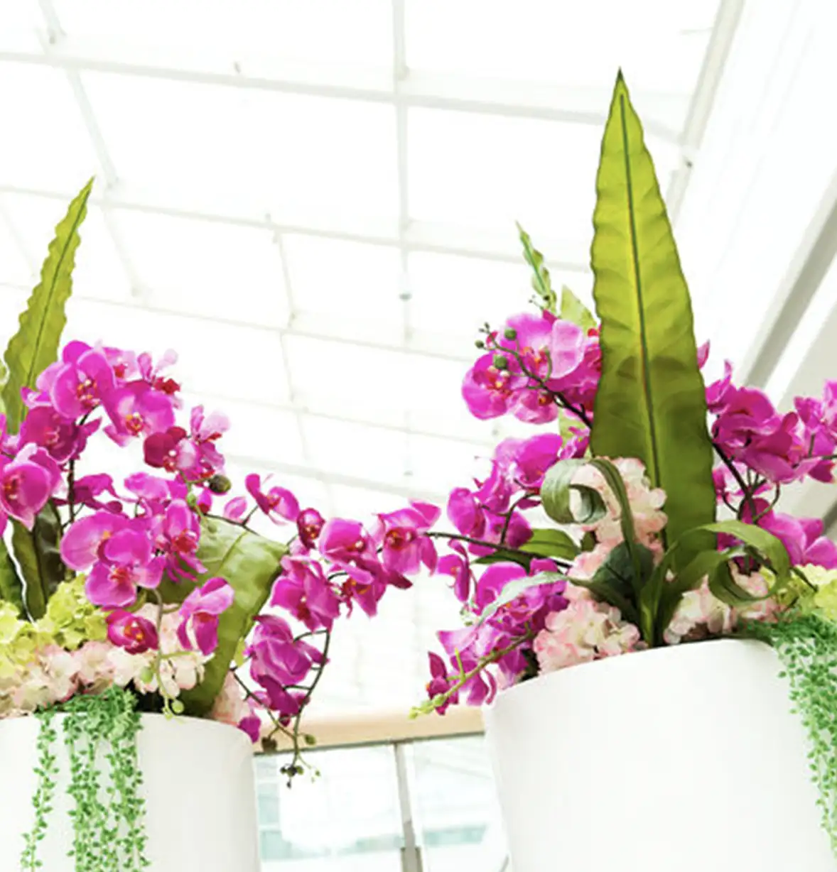 interior-plants-3