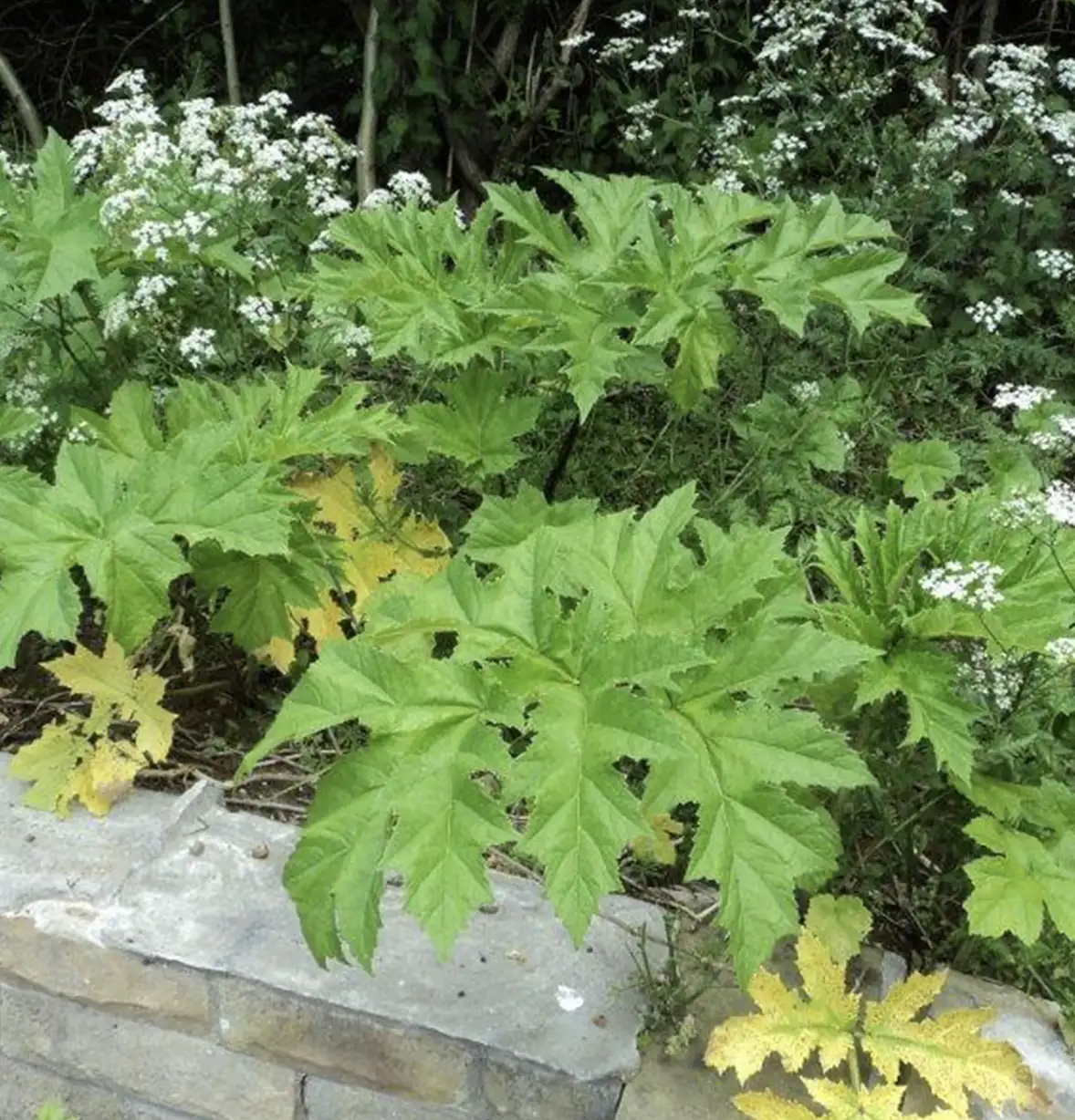 weed-control-1