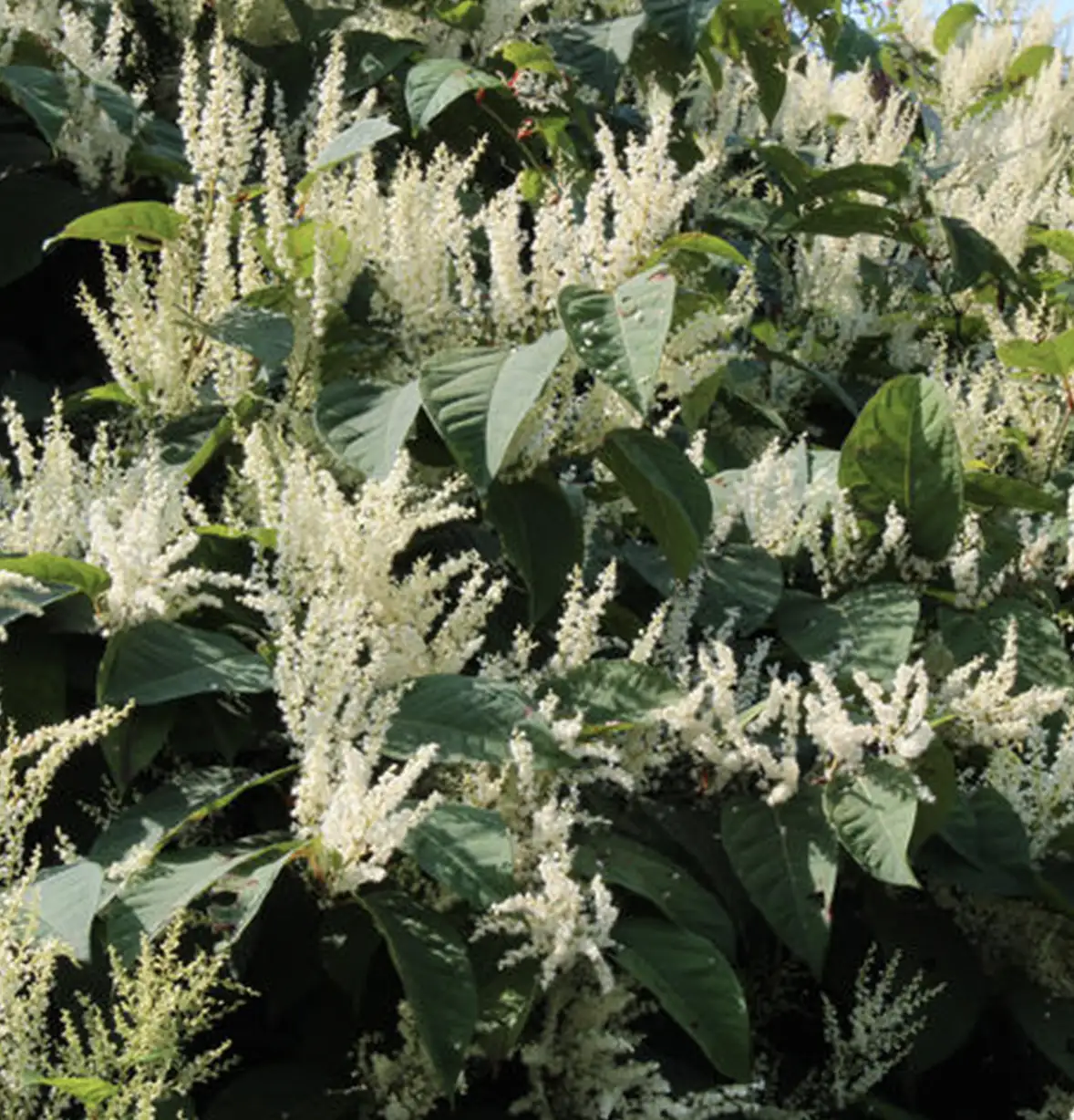weed-control-3